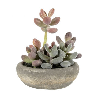Graptoveria with Cement Bowl