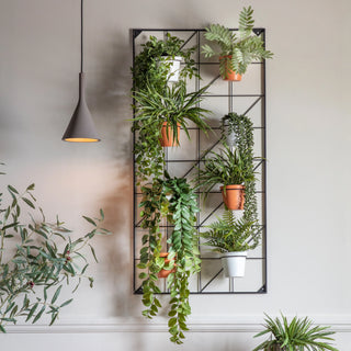All Plants & Flowers - KC at HOME