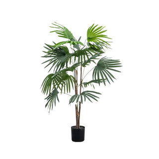Chinese Fan Palm - Small - KC at HOME