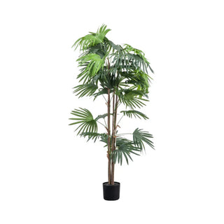 Chinese Fan Palm - Large - KC at HOME