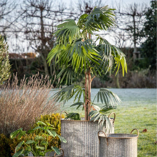 Chinese Fan Palm - Large - KC at HOME