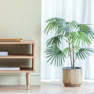 Chinese Fan Palm - Small - KC at HOME