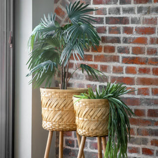Chinese Fan Palm - Small - KC at HOME