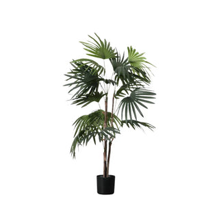 Chinese Fan Palm - Small - KC at HOME