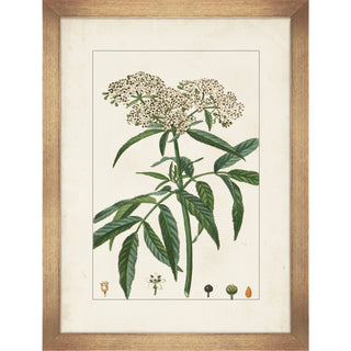 Antique Botanicals V