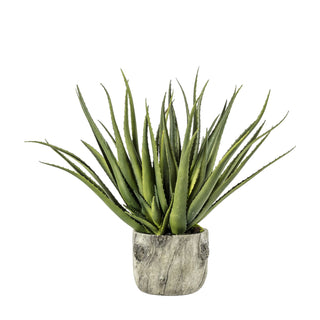 Aloe with Bark Effect Pot - KC at HOME