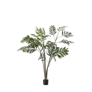 Areca Palm Tree - Small - KC at HOME