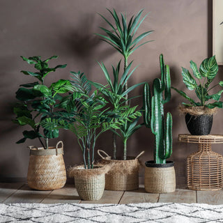 Areca Palm Tree - Small - KC at HOME