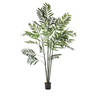 Areca Palm Tree - Large - KC at HOME