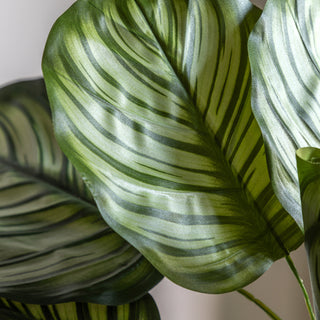 Potted Calathea Leaf Tree - Small