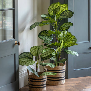 Potted Calathea Leaf Tree - Small