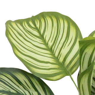 Potted Calathea Leaf Tree - Small