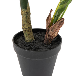 Potted Calathea Leaf Tree - Small