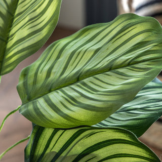 Potted Calathea Leaf Tree - Large