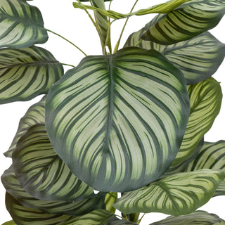 Potted Calathea Leaf Tree - Large
