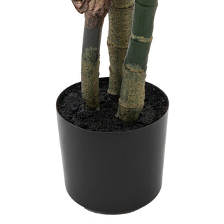 Potted Calathea Leaf Tree - Large