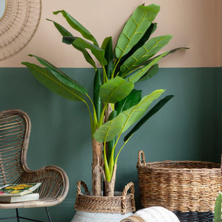 Banana Palm - KC at HOME