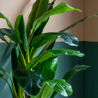 Banana Palm - KC at HOME