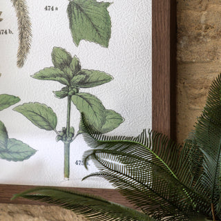 Foliage Study Framed Art Set of 2