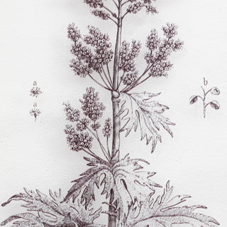 Petiole Framed Art Set of 2