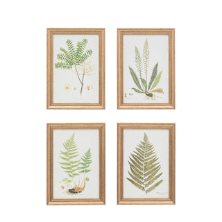 Assorted Ferns Framed Art Set of 4 - KC at HOME