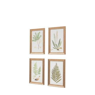 Assorted Ferns Framed Art Set of 4 - KC at HOME