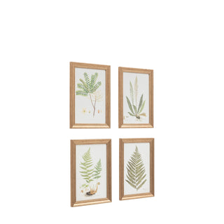 Assorted Ferns Framed Art Set of 4 - KC at HOME