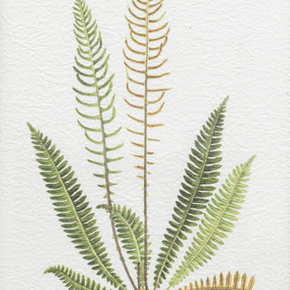 Assorted Ferns Framed Art Set of 4 - KC at HOME