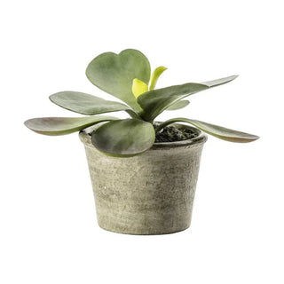 Kalanchoe - KC at HOME